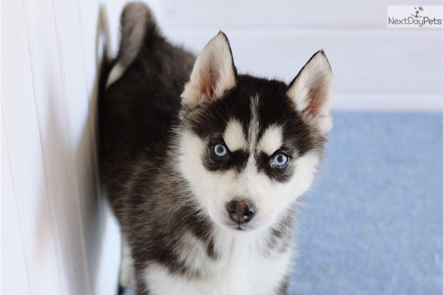 Bon: Pomsky puppy for sale near Orange County, California. | 19181ba5-f0a1