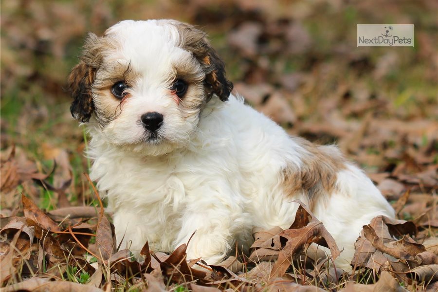 Grant: Cavanese puppy for sale near Birmingham, Alabama. | 3ec89ba5-5021